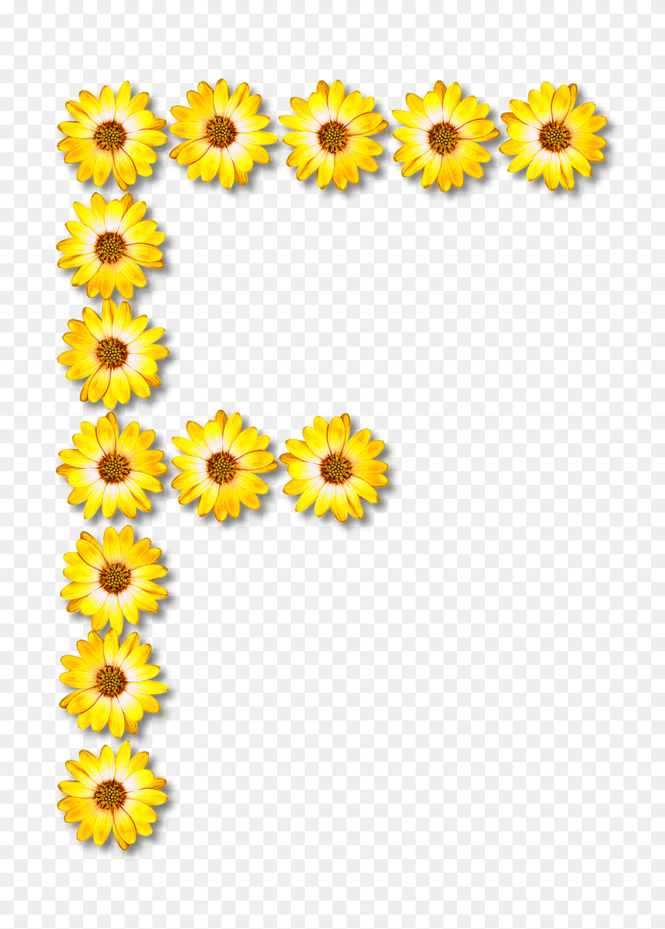 Flower Typography F Clipart, Daisy, Plant, Sunflower, Petal Free Transparent Png