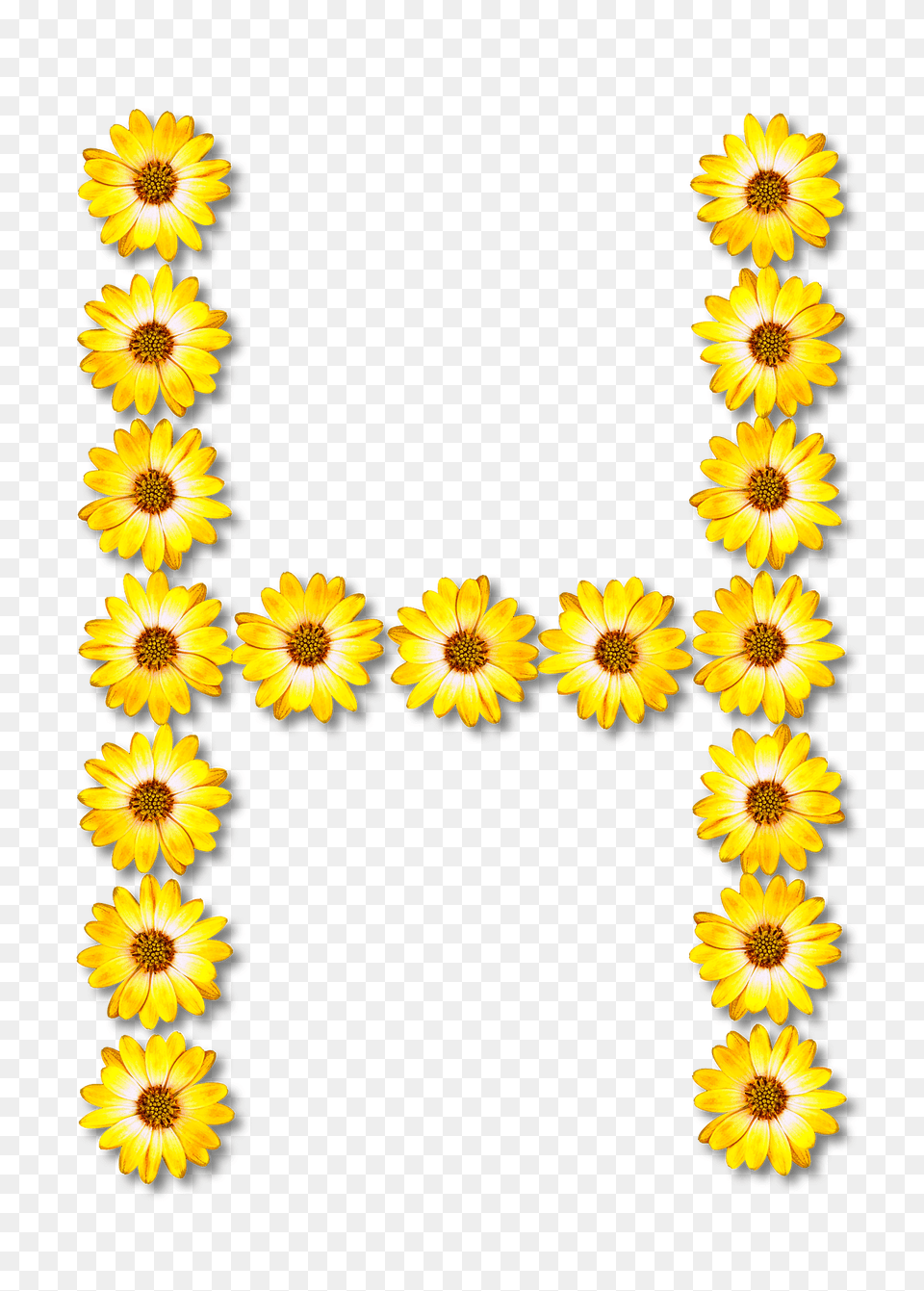 Flower Typography H Clipart, Plant, Sunflower, Daisy, Petal Png