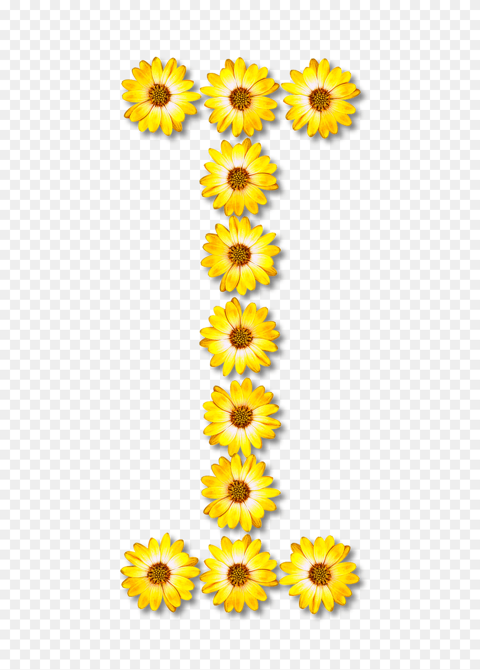 Flower Typography I Clipart, Daisy, Plant, Sunflower, Petal Png Image