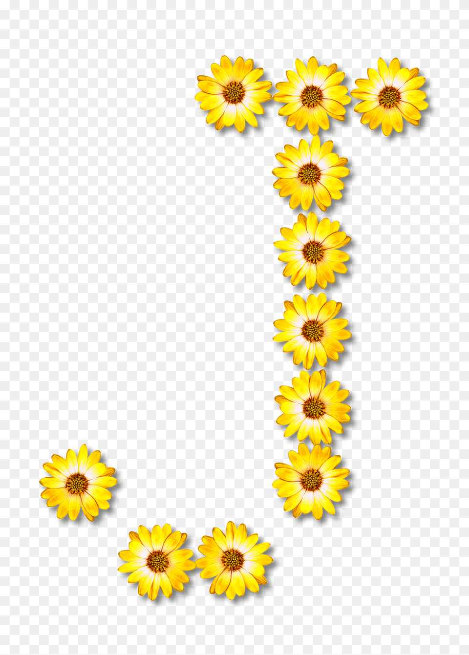 Flower Typography J Clipart, Daisy, Petal, Plant, Sunflower Free Png