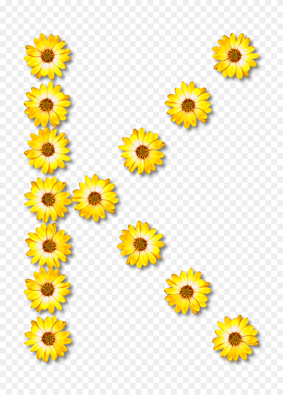 Flower Typography K Clipart, Daisy, Petal, Plant, Sunflower Free Png