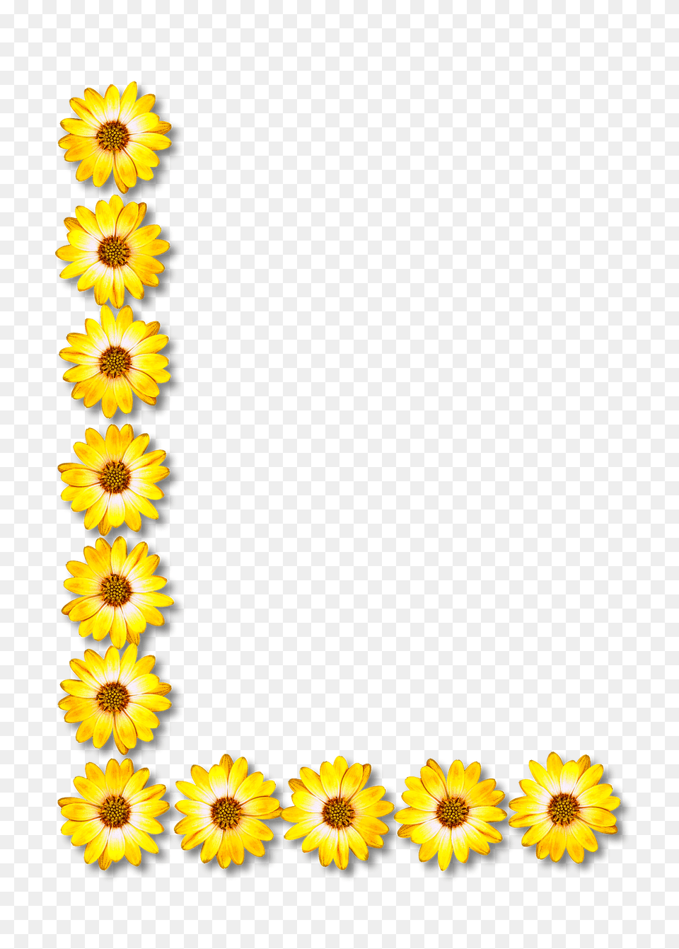 Flower Typography L Clipart, Plant, Sunflower, Daisy, Petal Free Png