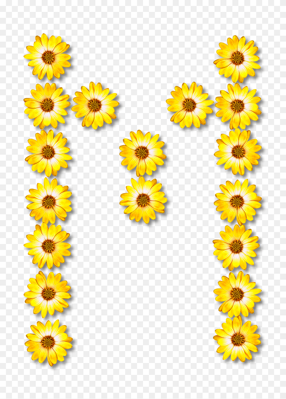 Flower Typography M Clipart, Plant, Sunflower, Daisy, Petal Png Image