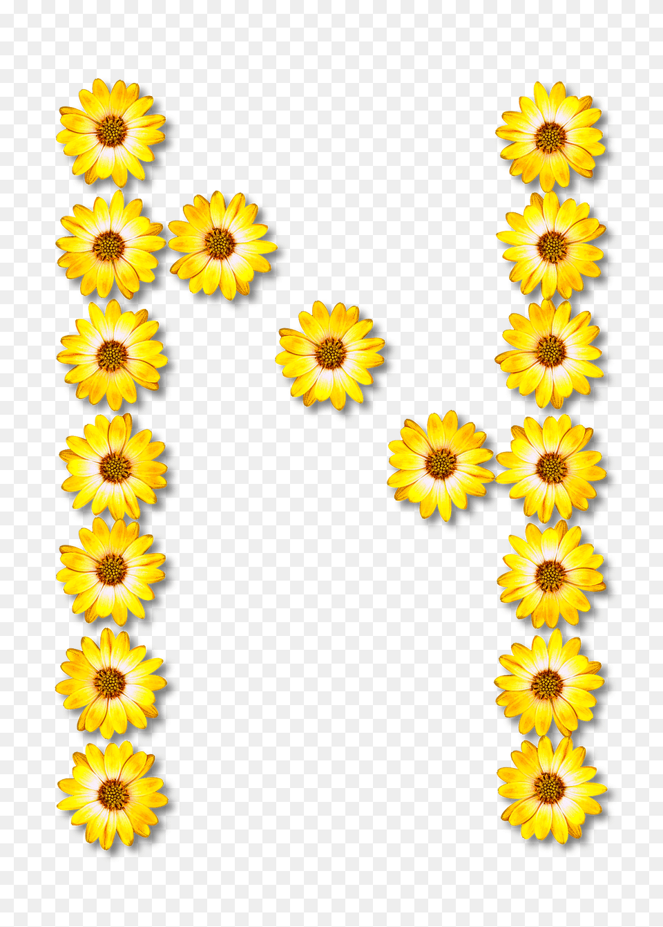 Flower Typography N Clipart, Daisy, Plant, Sunflower, Petal Free Transparent Png