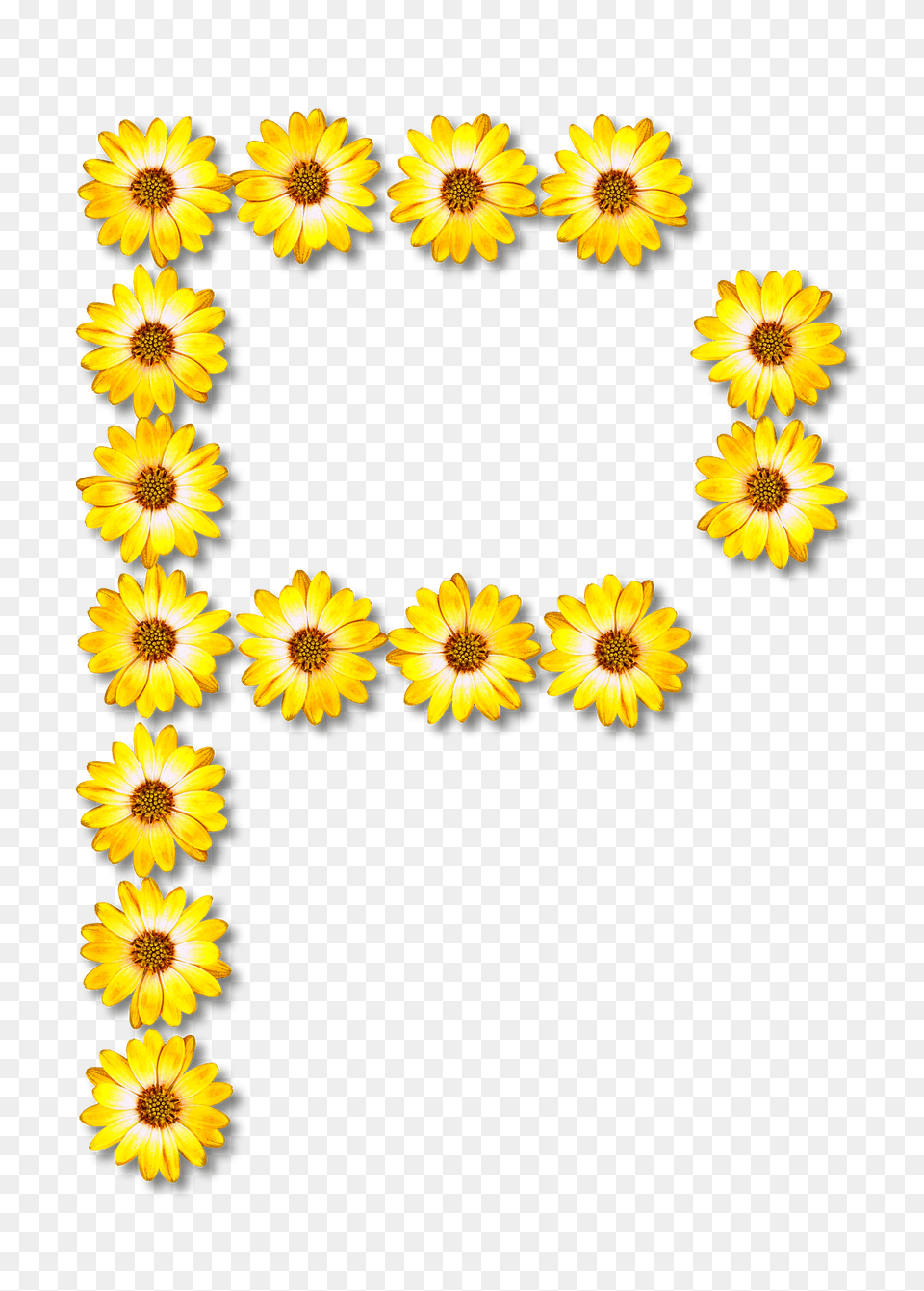 Flower Typography P Clipart, Daisy, Plant, Sunflower, Petal Free Png