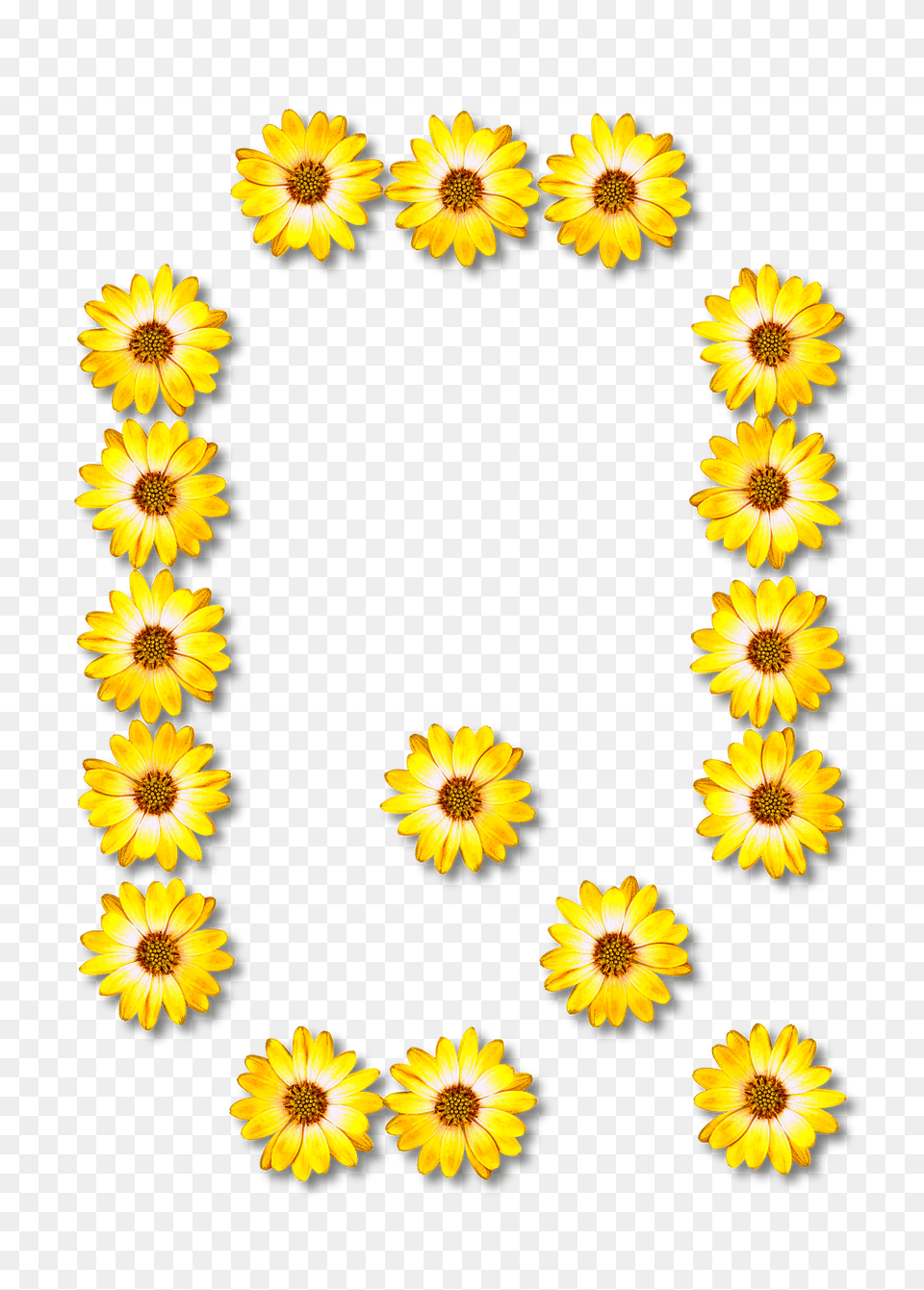 Flower Typography Q Clipart, Plant, Sunflower, Daisy, Petal Free Png Download