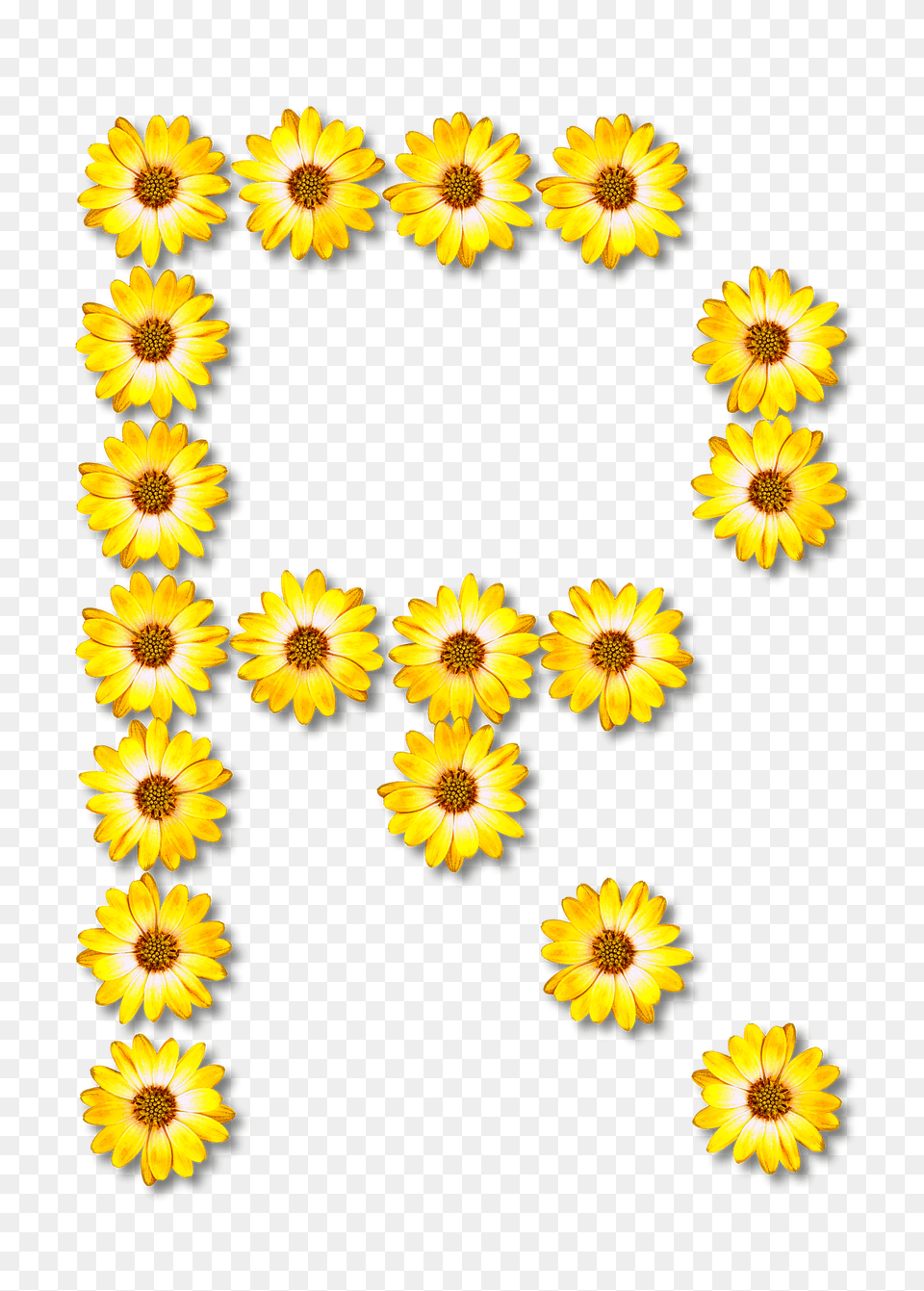 Flower Typography R Clipart, Daisy, Plant, Sunflower, Petal Free Transparent Png