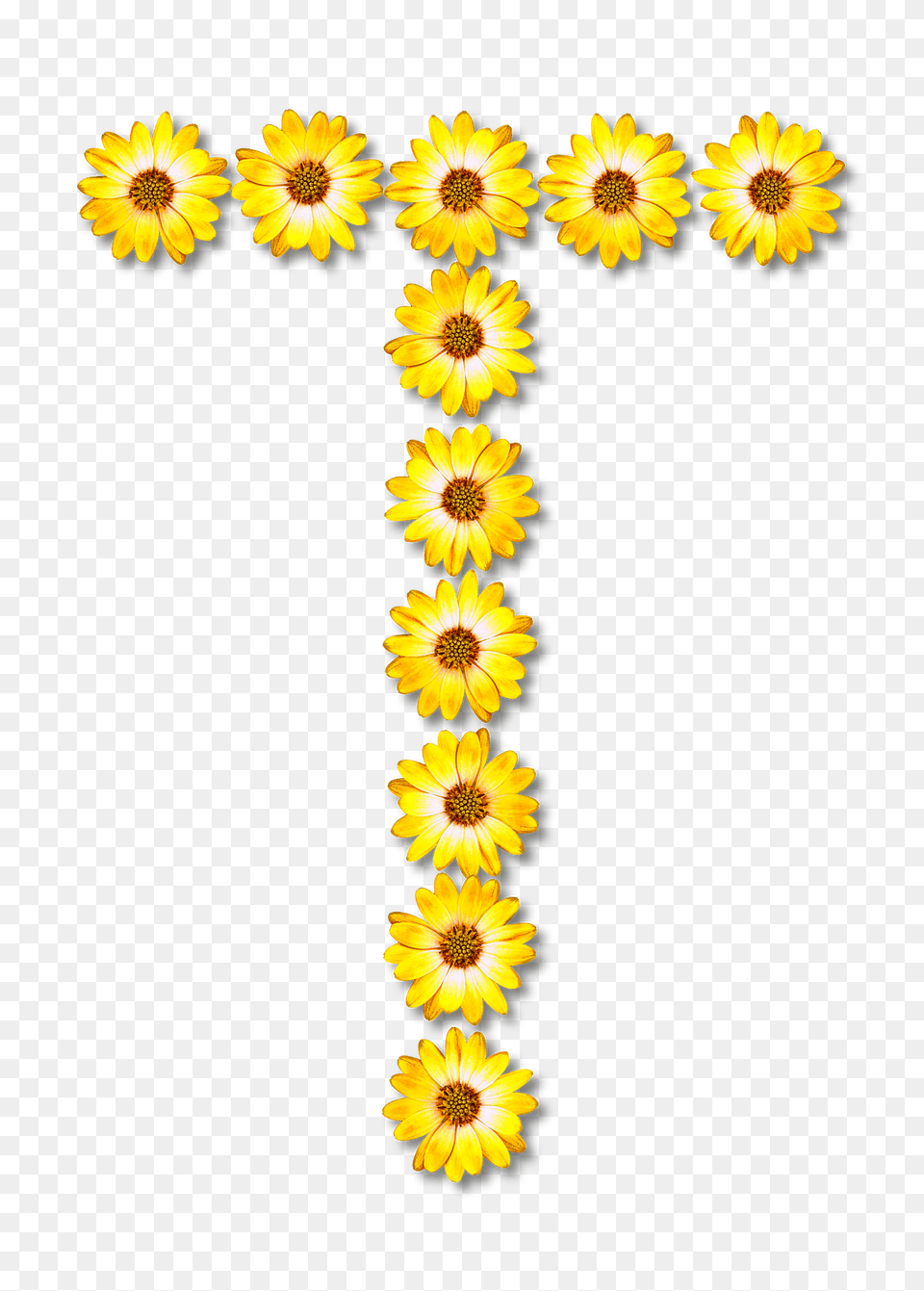 Flower Typography T Clipart, Daisy, Plant, Petal, Sunflower Free Png Download