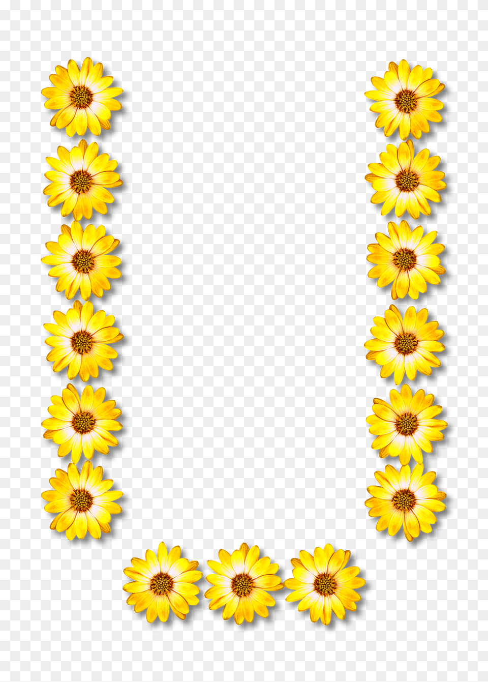 Flower Typography U Clipart, Plant, Sunflower, Petal, Daisy Png
