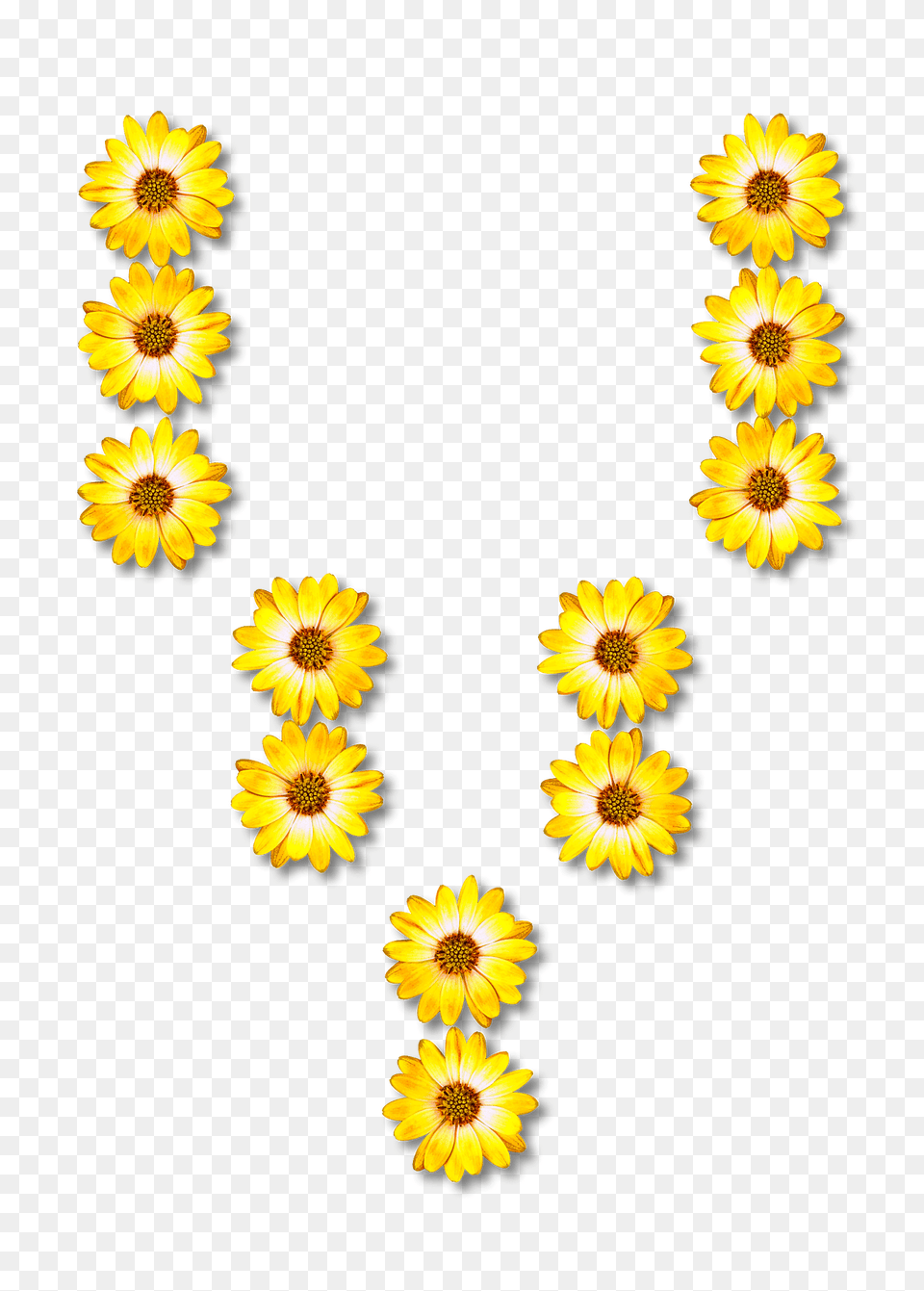 Flower Typography V Clipart, Daisy, Plant, Sunflower, Petal Free Transparent Png