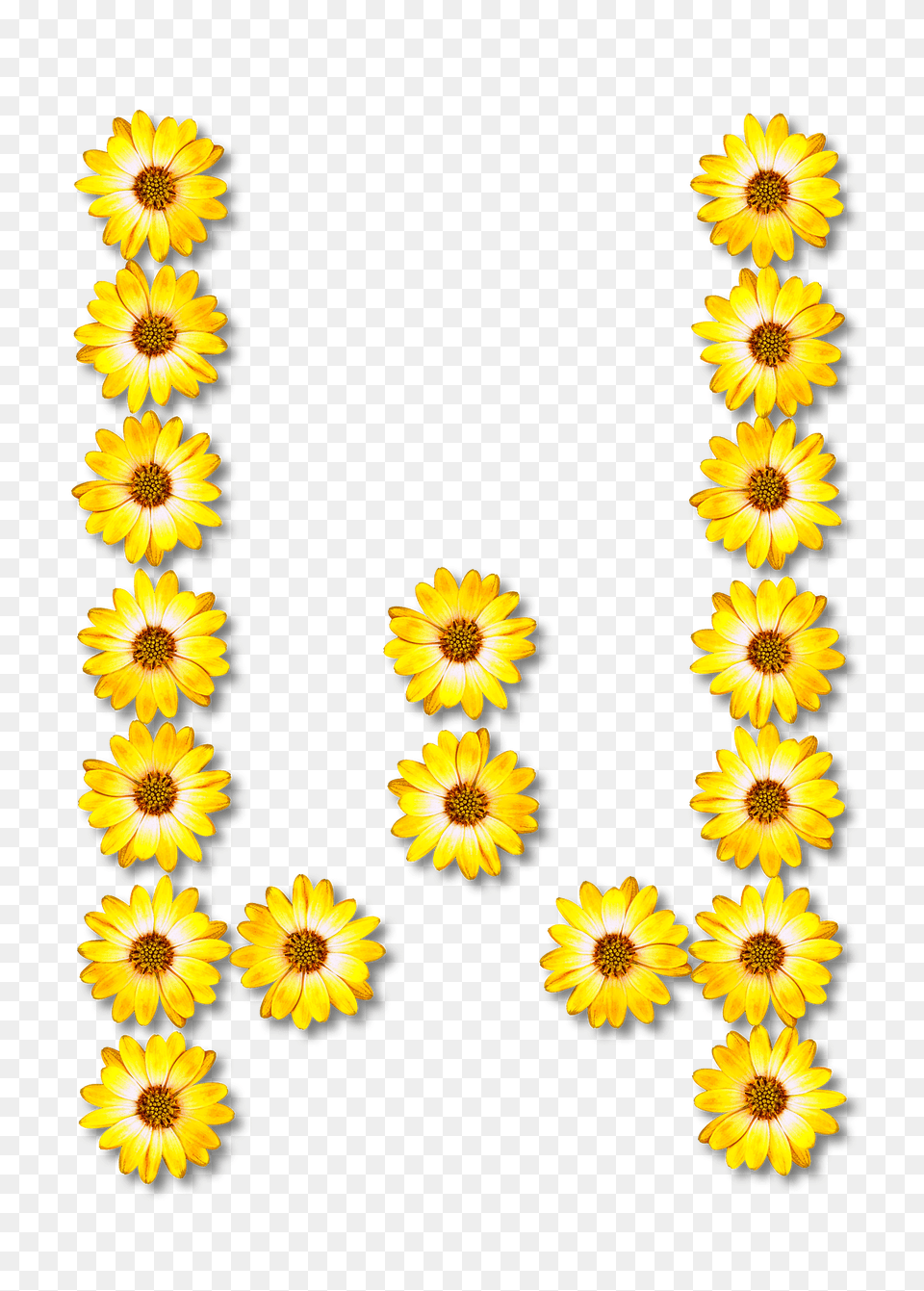Flower Typography W Clipart, Plant, Sunflower, Daisy, Petal Png Image