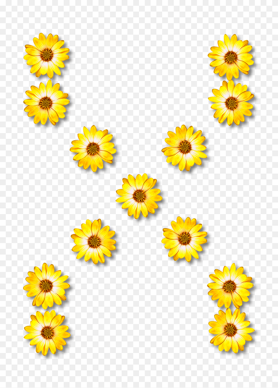 Flower Typography X Clipart, Daisy, Plant, Sunflower, Petal Free Transparent Png