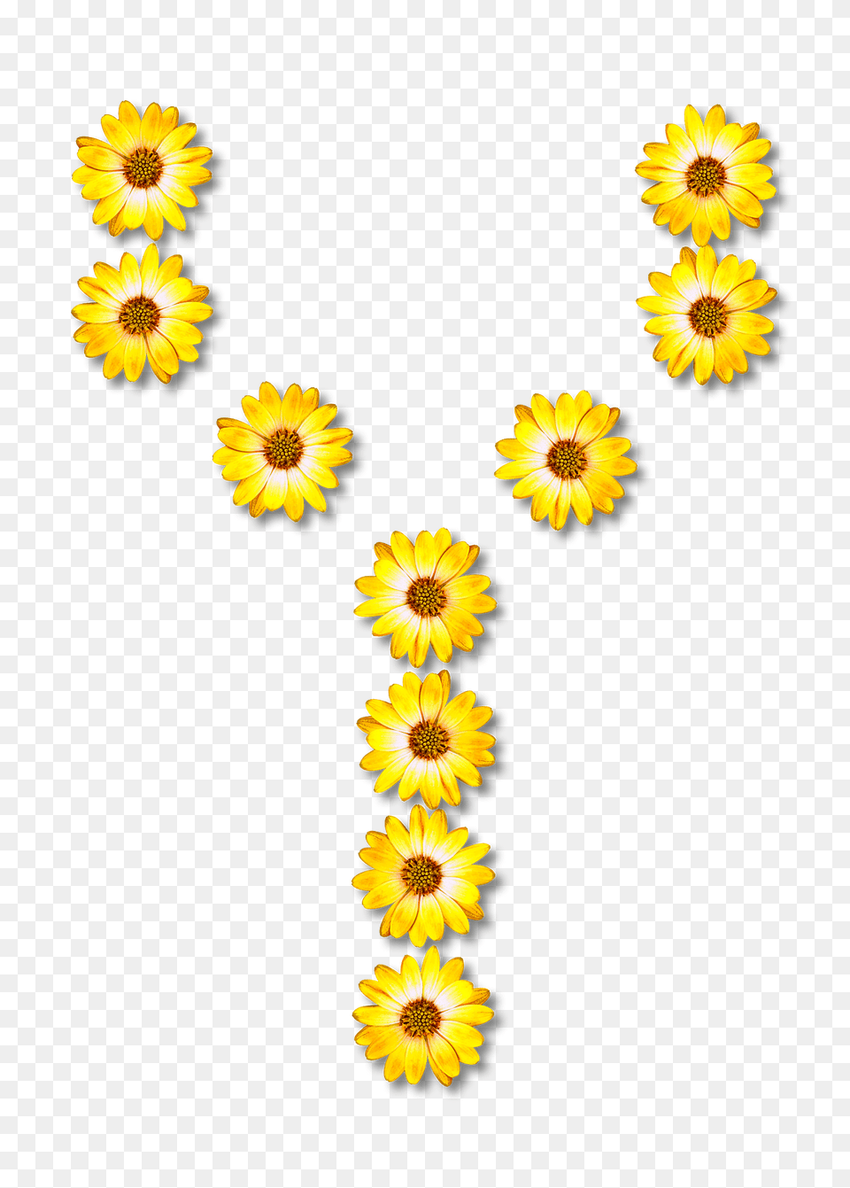 Flower Typography Y Clipart, Daisy, Petal, Plant, Sunflower Free Png