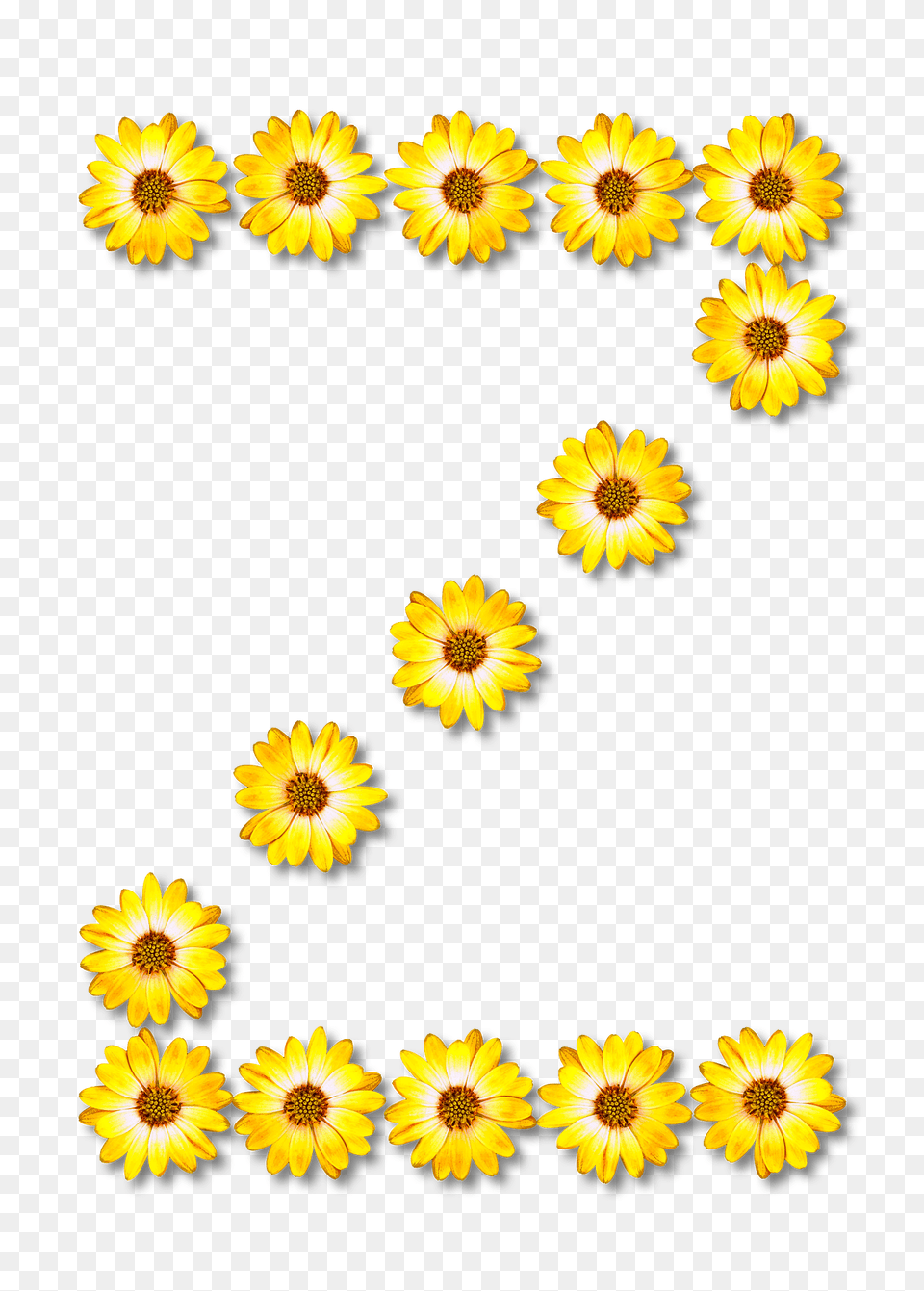 Flower Typography Z Clipart, Daisy, Plant, Sunflower, Petal Png