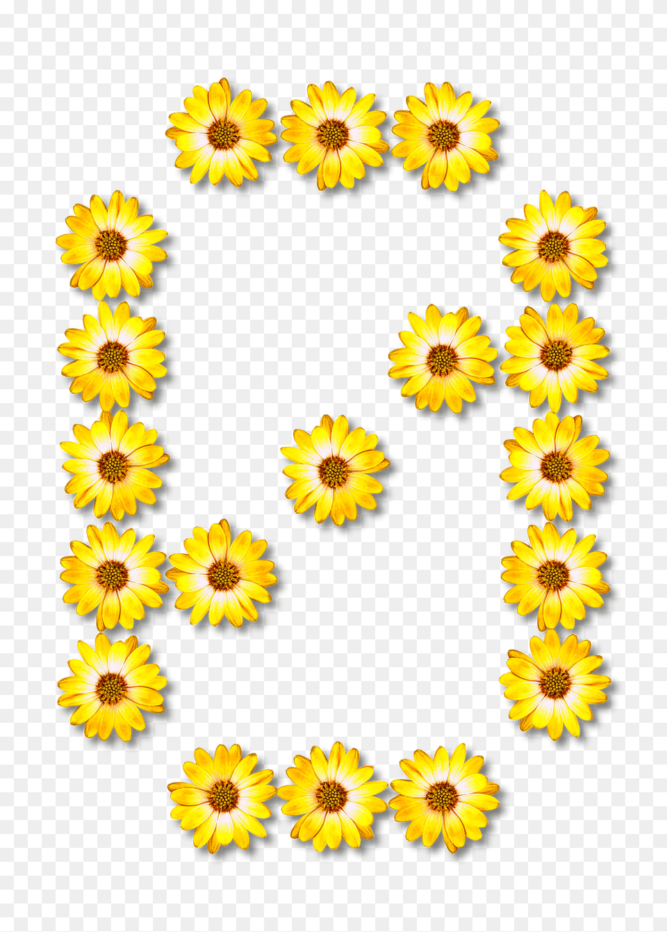 Flower Typography0 Clipart, Sunflower, Plant, Daisy, Petal Png
