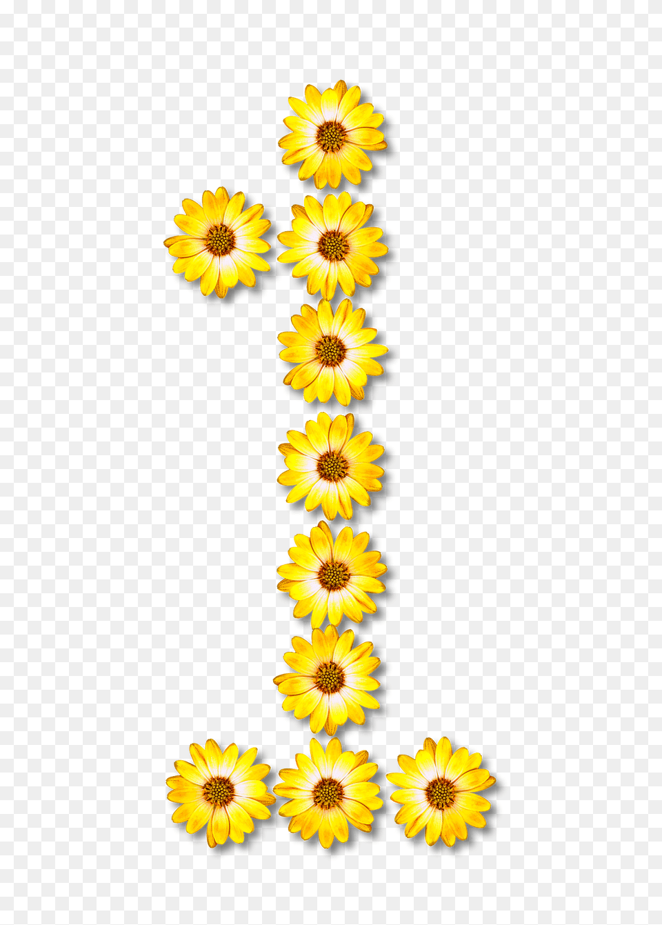 Flower Typography1 Clipart, Daisy, Plant, Sunflower, Petal Png