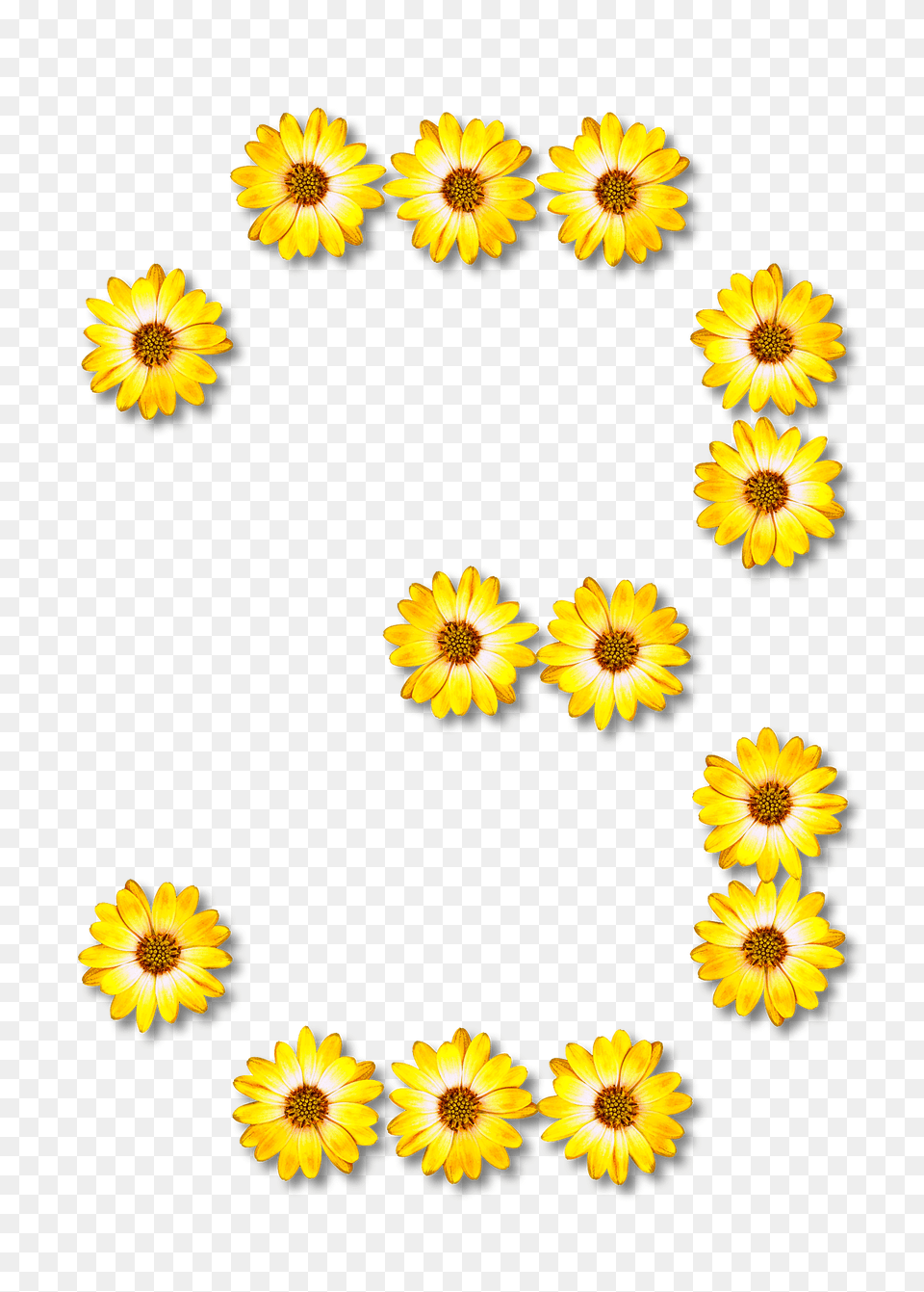 Flower Typography3 Clipart, Sunflower, Plant, Petal, Daisy Png