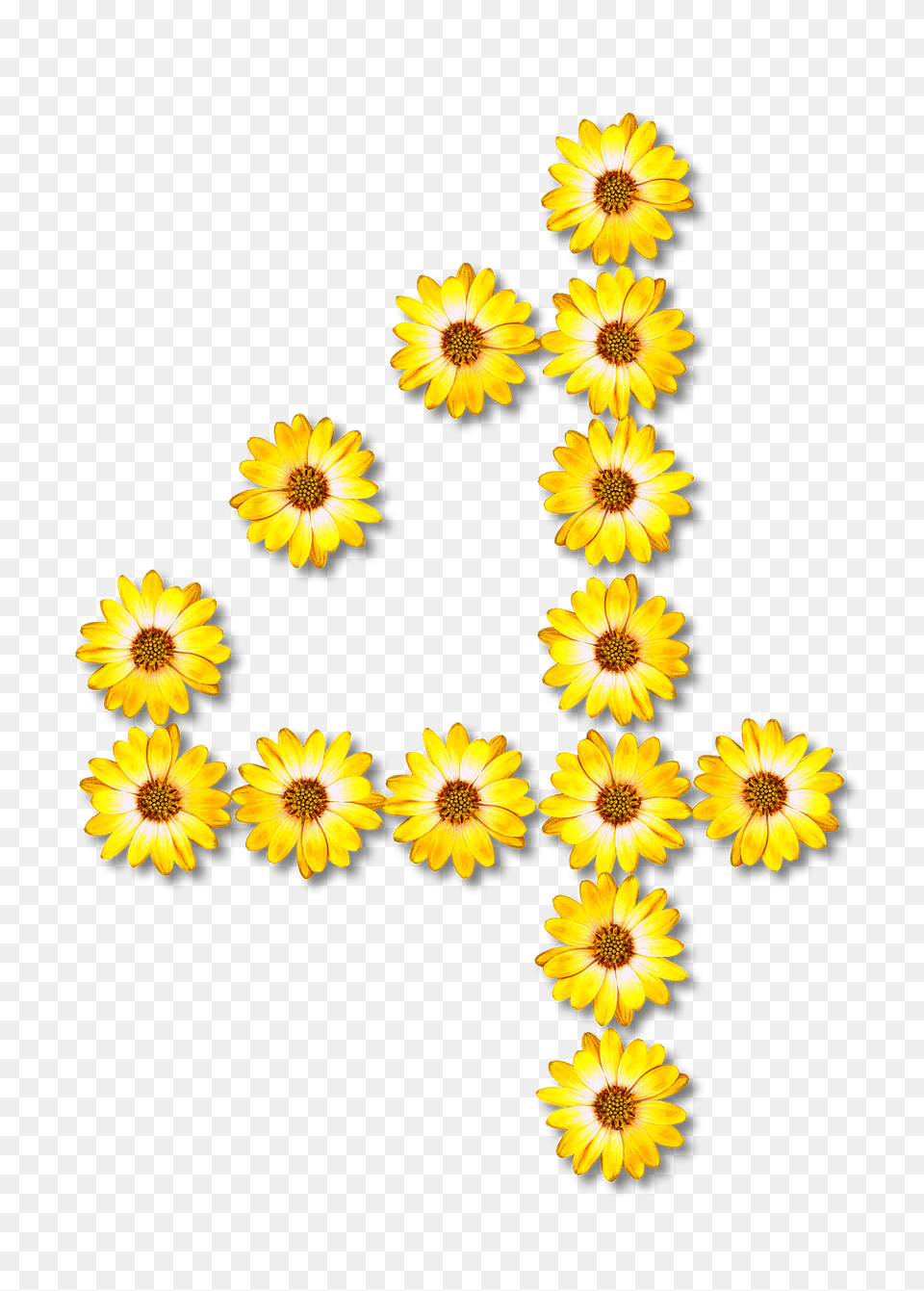 Flower Typography4 Clipart, Daisy, Plant, Sunflower, Petal Free Png Download