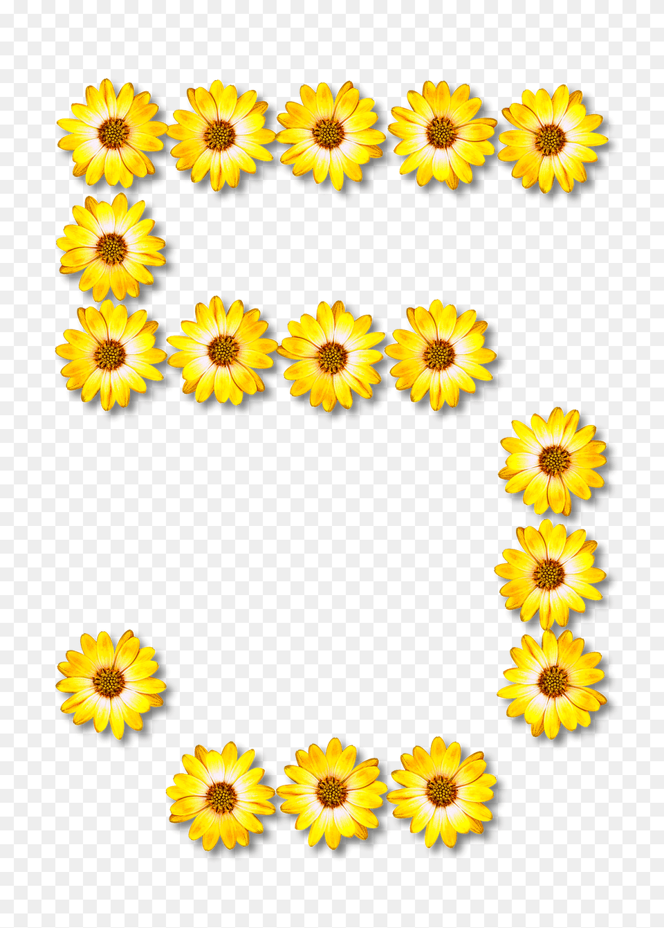 Flower Typography5 Clipart, Daisy, Petal, Plant, Sunflower Free Transparent Png