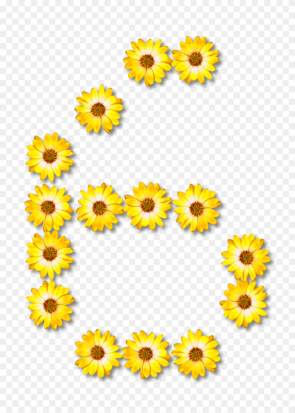 Flower Typography6 Clipart, Sunflower, Plant, Daisy, Petal Png