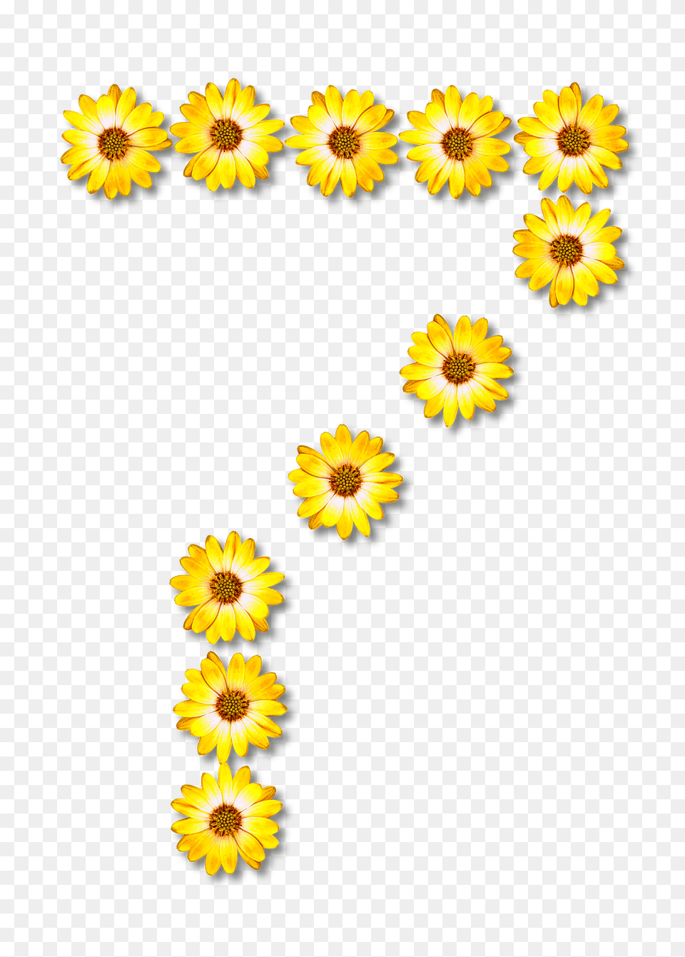 Flower Typography7 Clipart, Daisy, Plant, Sunflower, Petal Png