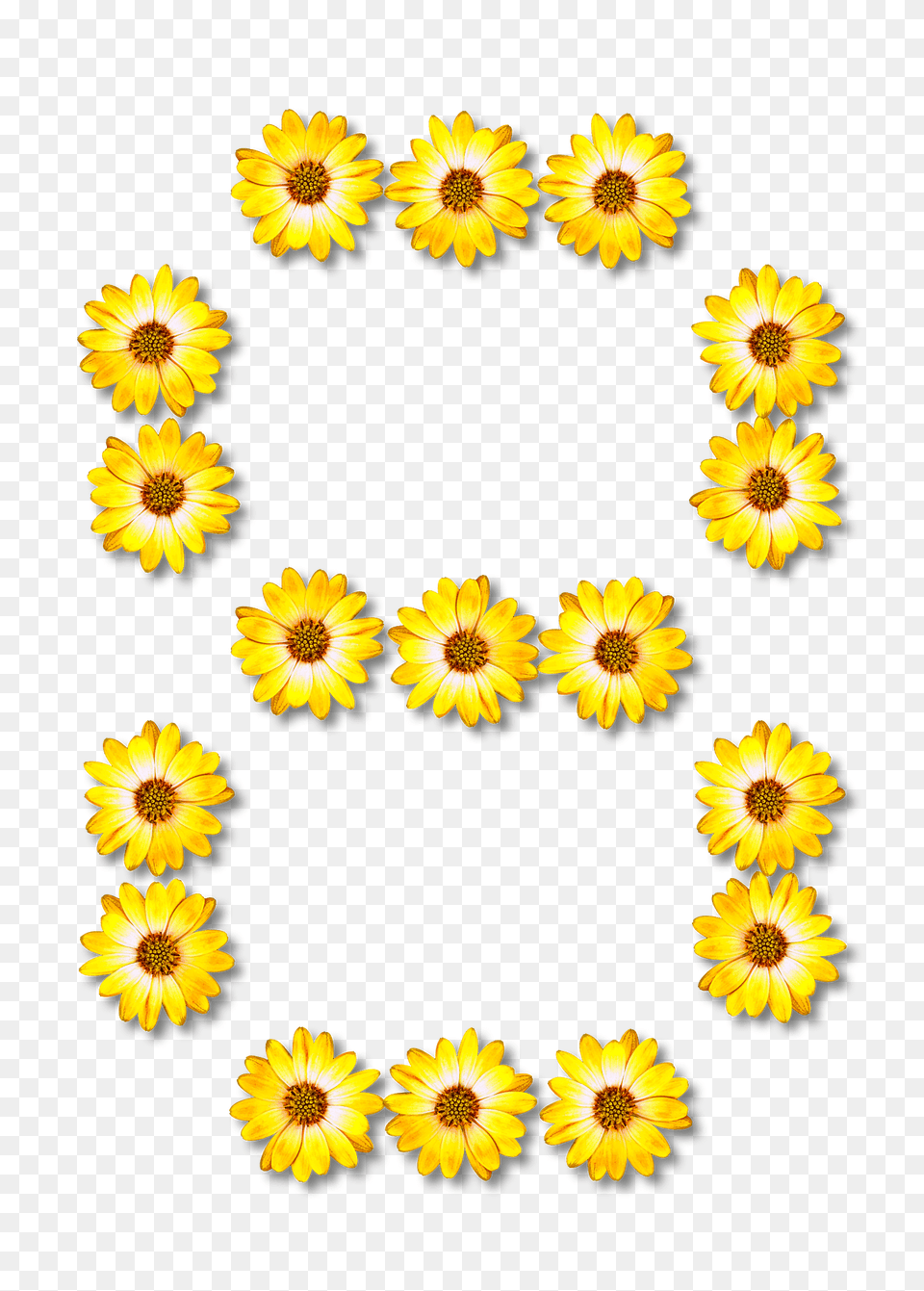 Flower Typography8 Clipart, Plant, Sunflower, Daisy, Petal Png