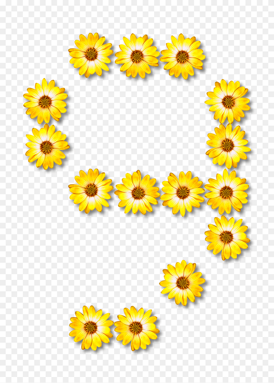 Flower Typography9 Clipart, Daisy, Plant, Sunflower, Petal Png Image