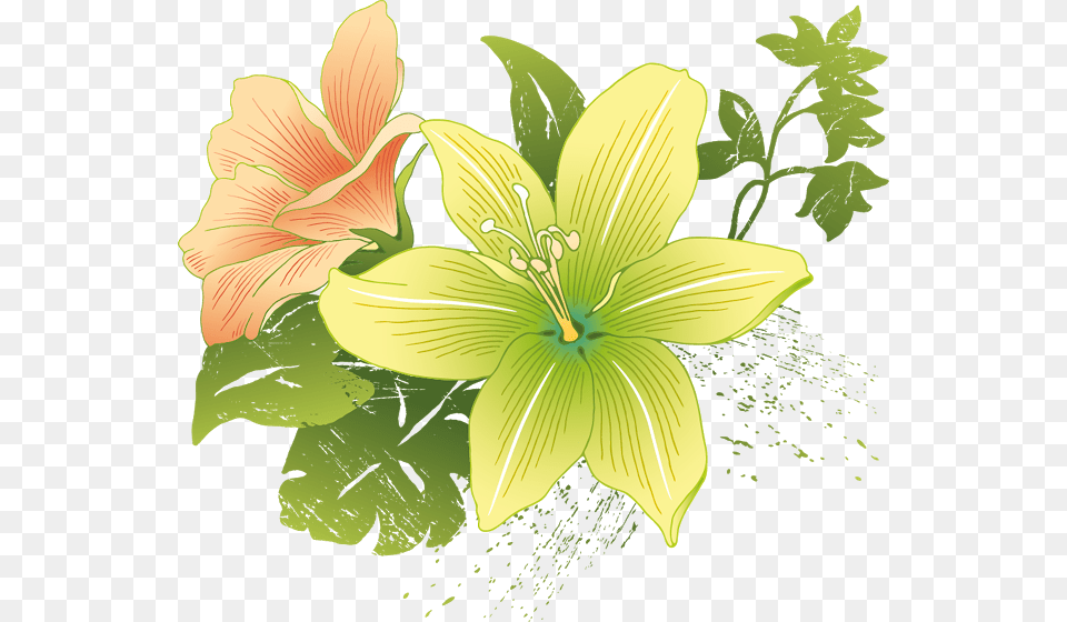 Flower Vector, Anther, Plant, Lily, Face Free Transparent Png
