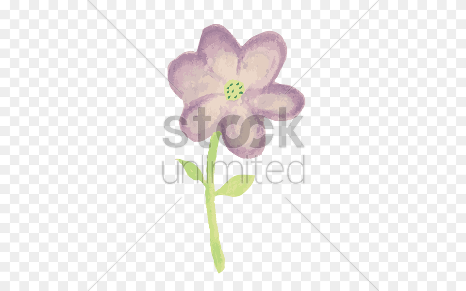 Flower Vector, Anemone, Anther, Petal, Plant Free Transparent Png