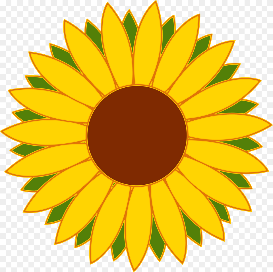 Flower Vector, Plant, Sunflower, Daisy Free Transparent Png