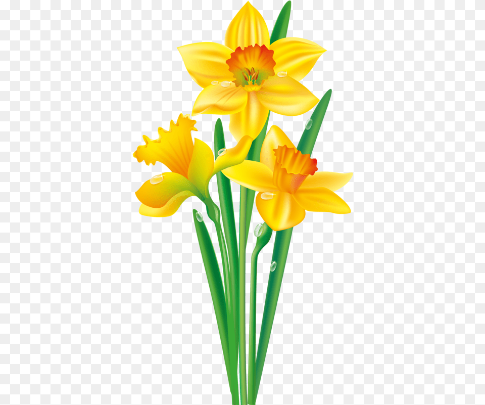 Flower Vector Clipart Daffodil Flower Clip Art, Plant, Person Free Png