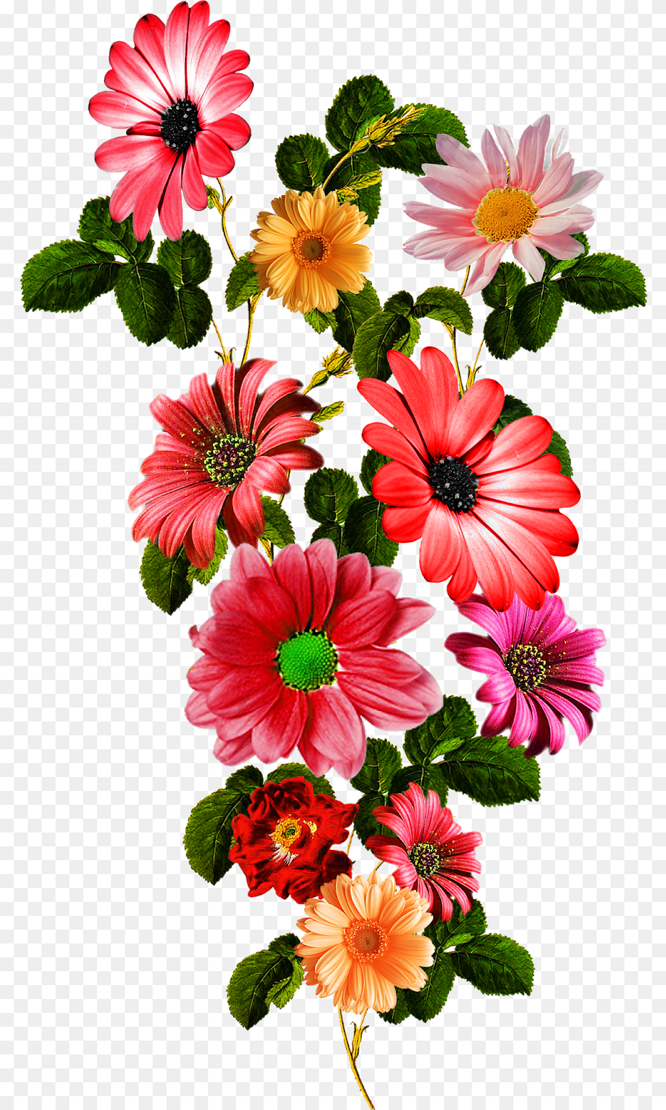 Flower Vector Flower Hd, Anemone, Daisy, Flower Arrangement, Plant Free Transparent Png