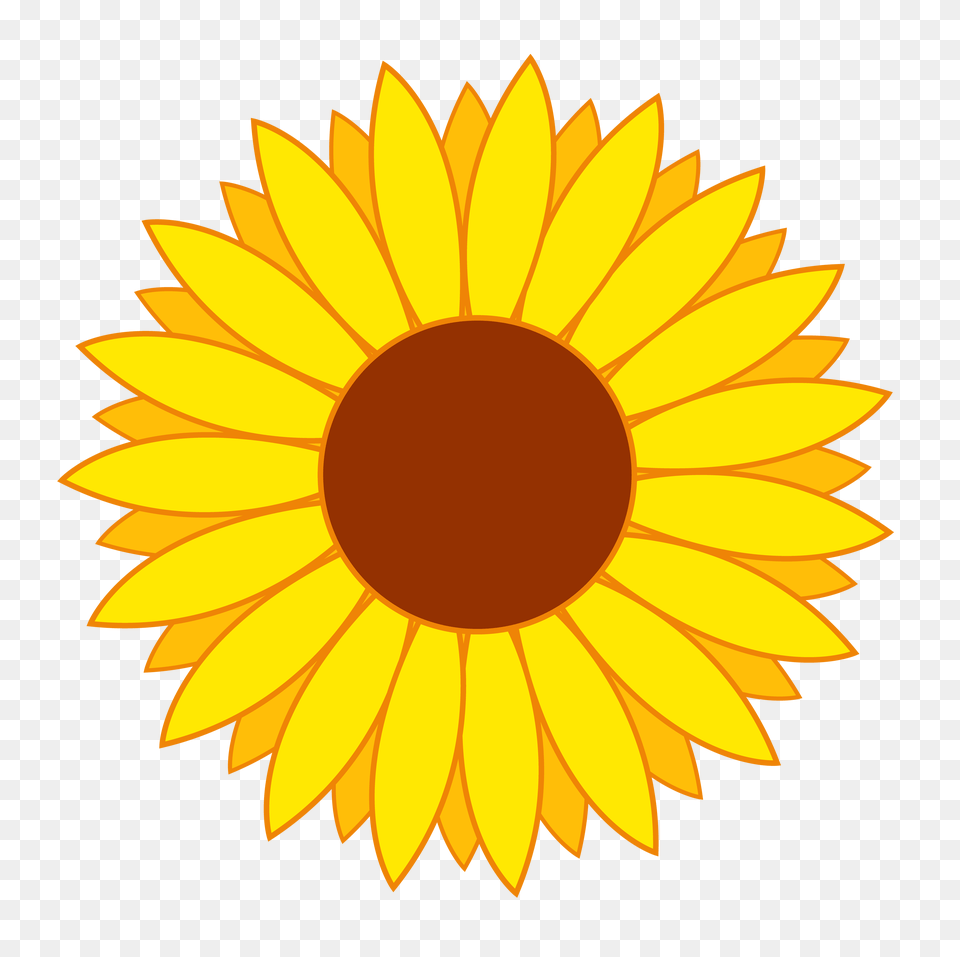 Flower Vector Image, Daisy, Plant, Sunflower, Dynamite Png