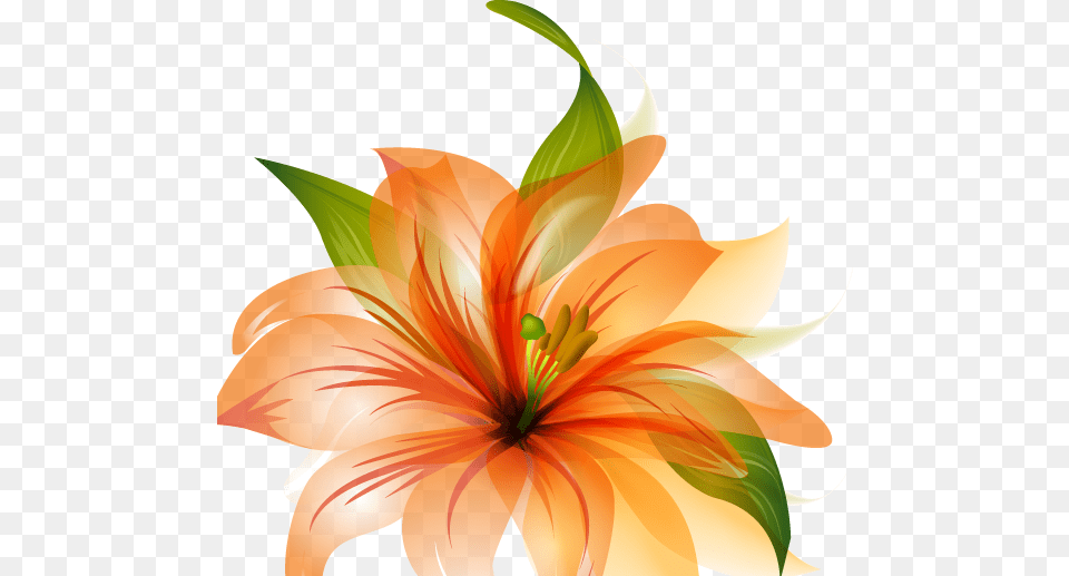 Flower Vector Orange Lily Flower Shower Curtain, Plant, Person Free Png