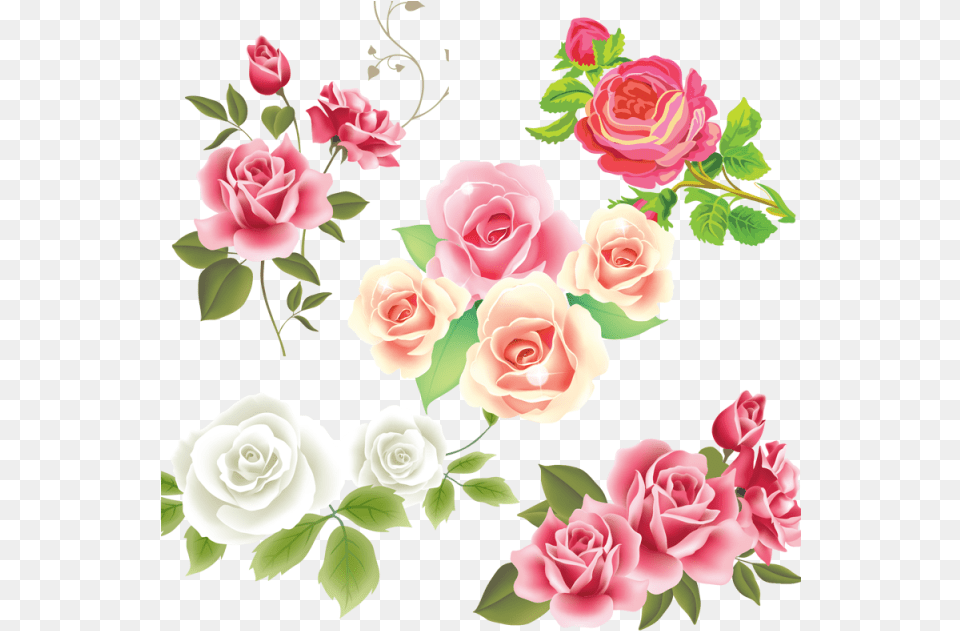 Flower Vector Pink Rose Vector, Plant, Art, Graphics, Pattern Free Png