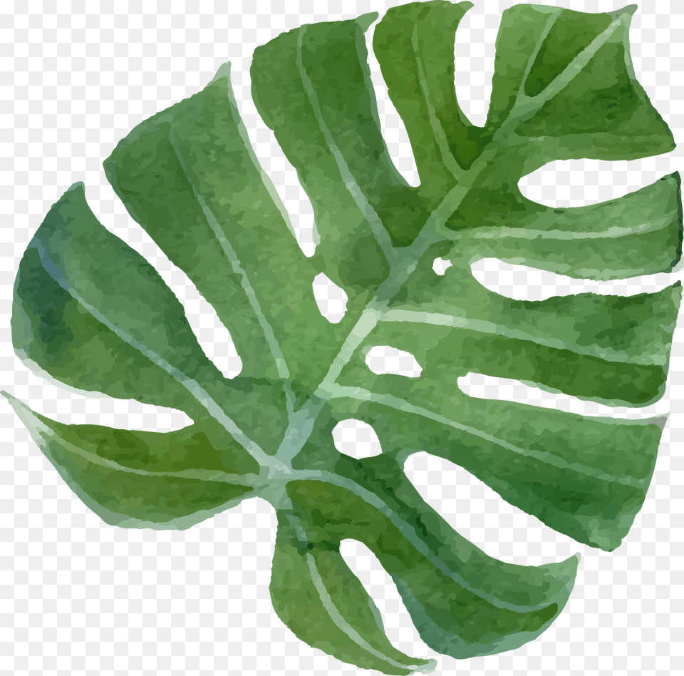 Flower Vector Tropical Tropical Plant Vector, Leaf Png