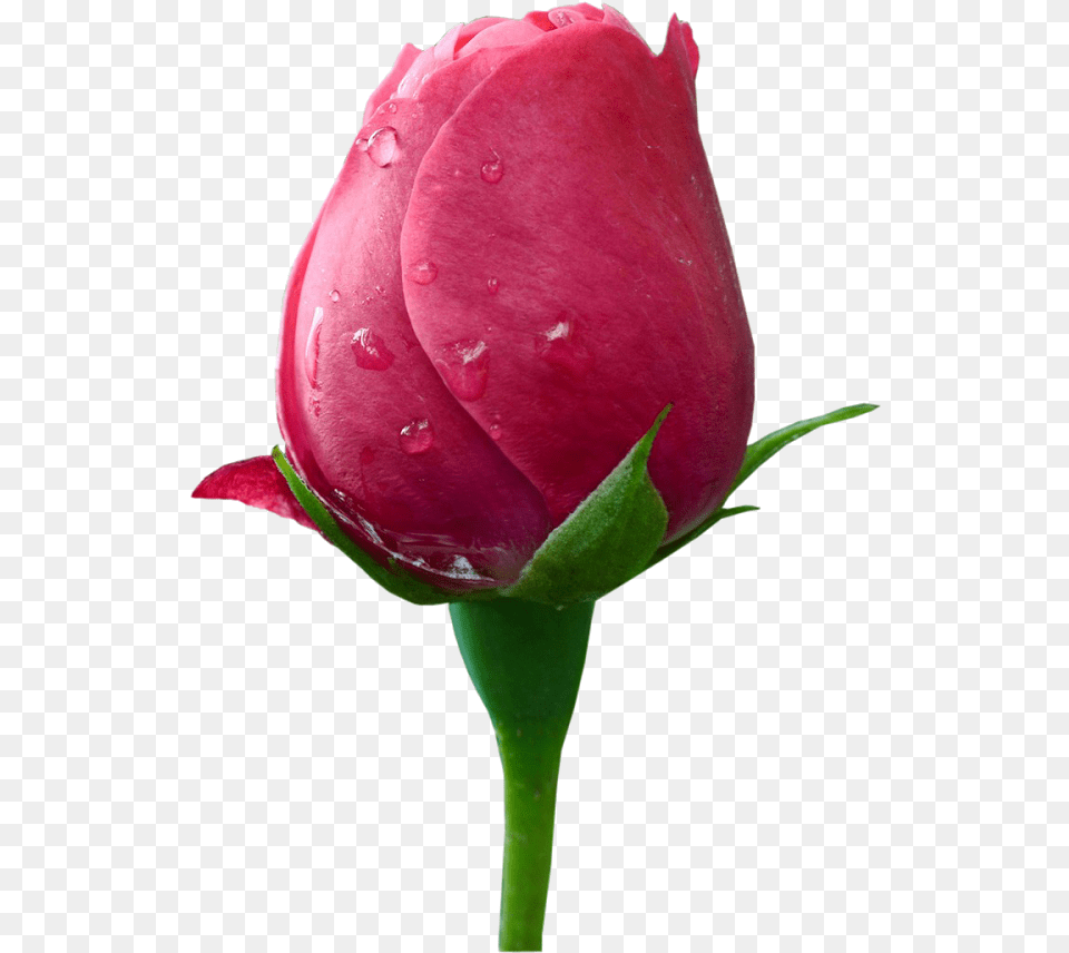 Flower Vector U0026 Clipart Ywd Format Rose Hd, Bud, Plant, Sprout, Petal Free Png Download