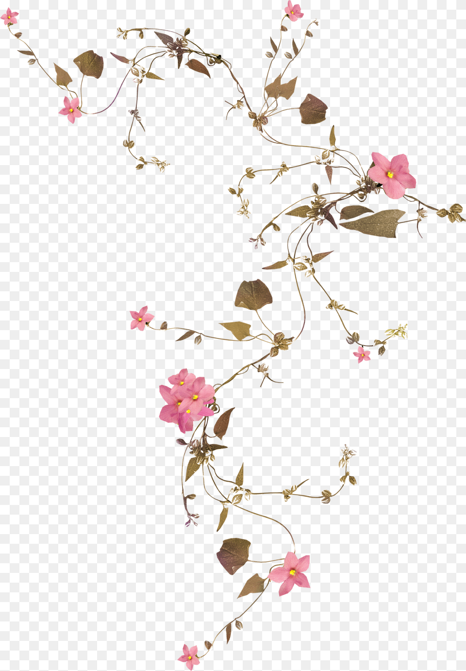 Flower Vine Rose Drawing Flower Vine Transparent Background, Art, Collage, Floral Design, Graphics Free Png
