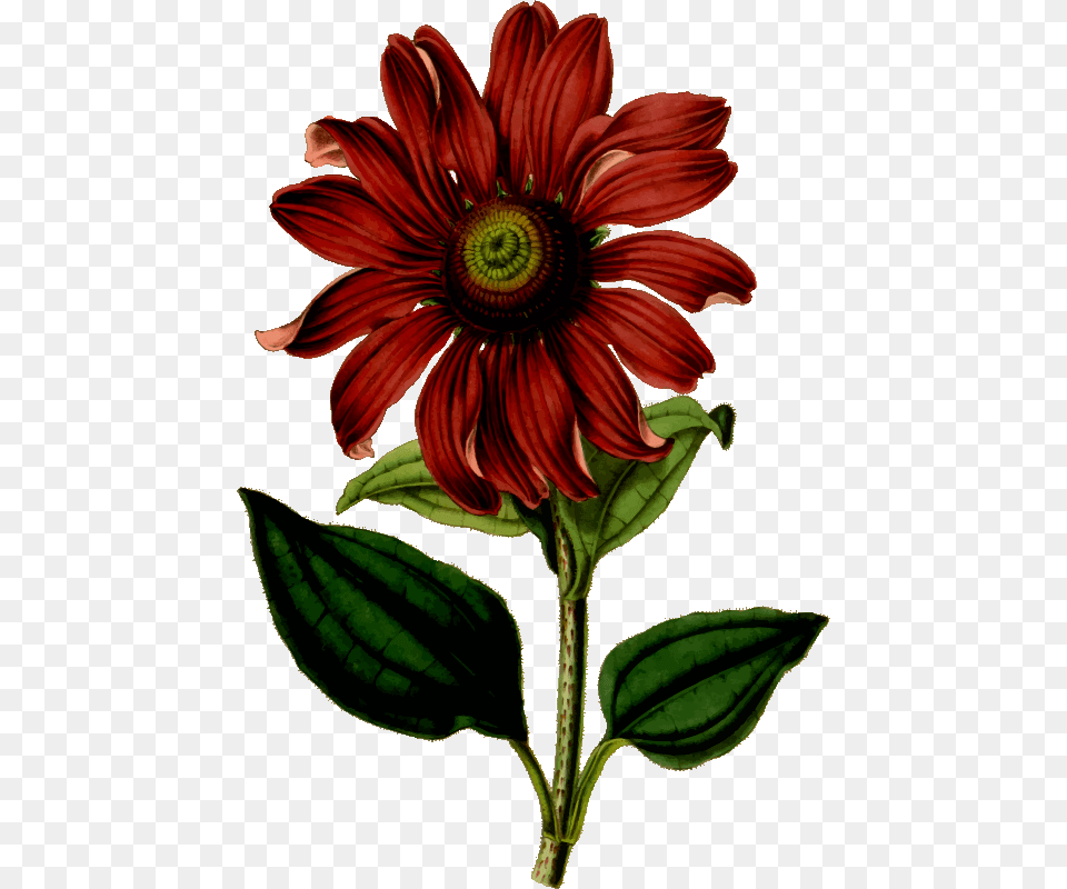 Flower Vintage Drawing Clipart Download Shirt Printing Flower Design, Daisy, Plant, Petal, Dahlia Png