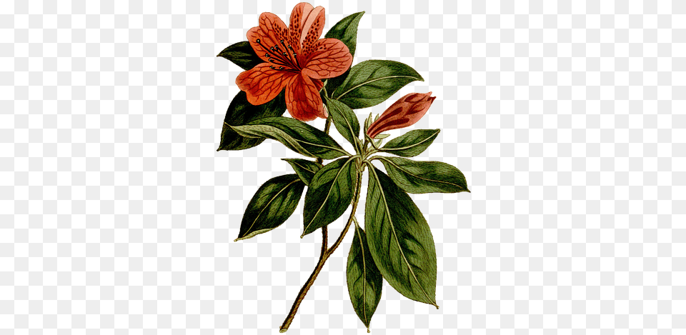 Flower Vintage Rhododendron Art Painting Drawing Rhododendron Simsii Botanical, Plant, Acanthaceae, Leaf, Hibiscus Free Png Download