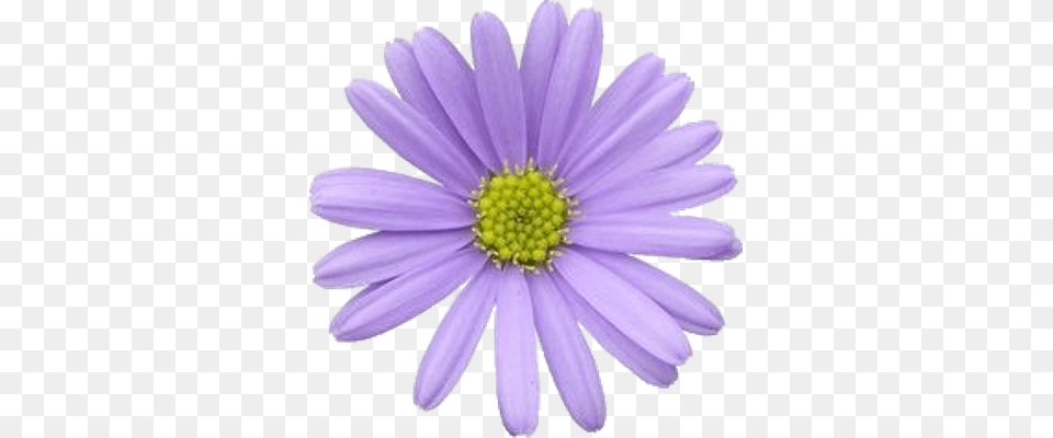 Flower Violet Pastel, Daisy, Plant, Petal, Anemone Free Transparent Png