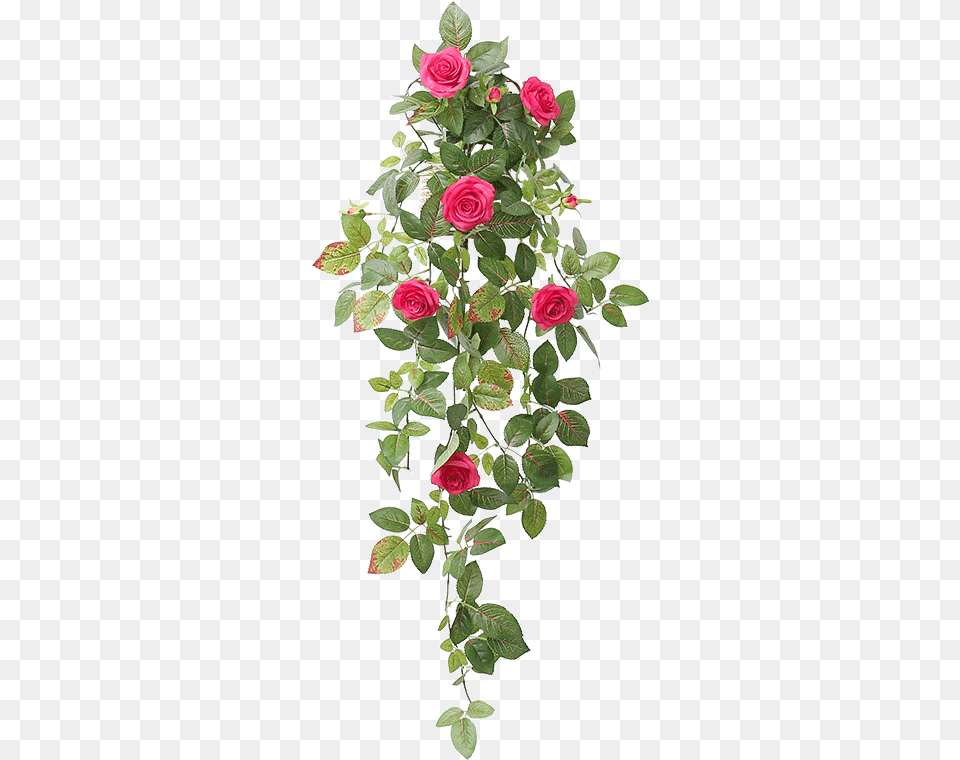 Flower Wall Garden Roses, Plant, Rose, Flower Arrangement, Flower Bouquet Png Image