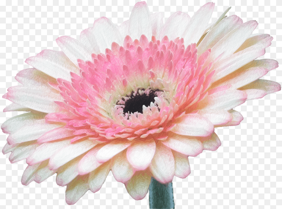 Flower Wallpaper Iphone, Dahlia, Daisy, Petal, Plant Png