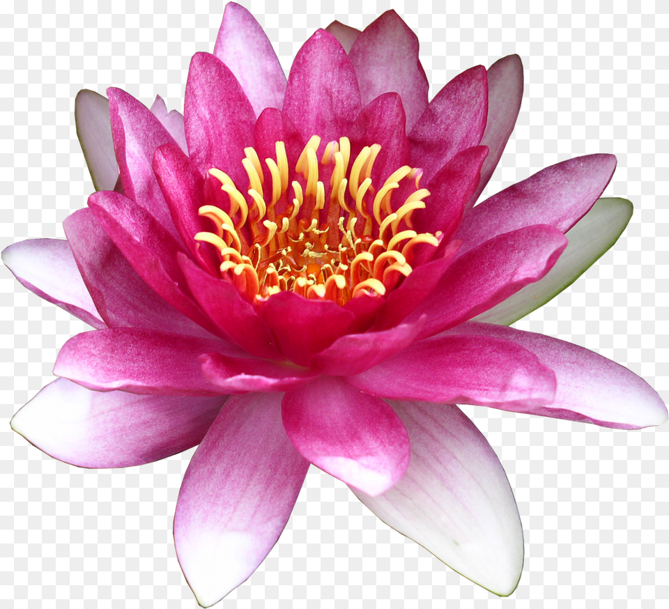 Flower Water Lily Clip Art Lotus Water Lily, Plant, Petal, Pond Lily, Dahlia Free Png Download