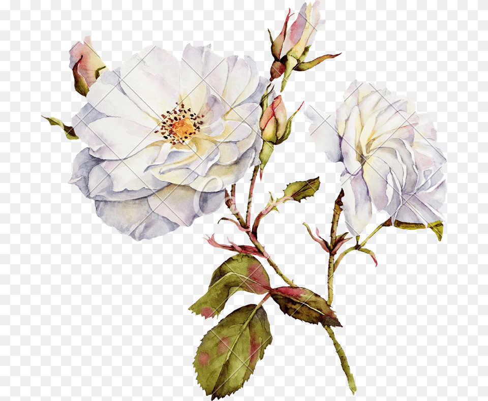 Flower Watercolor Drawing, Petal, Plant, Rose, Geranium Free Png Download