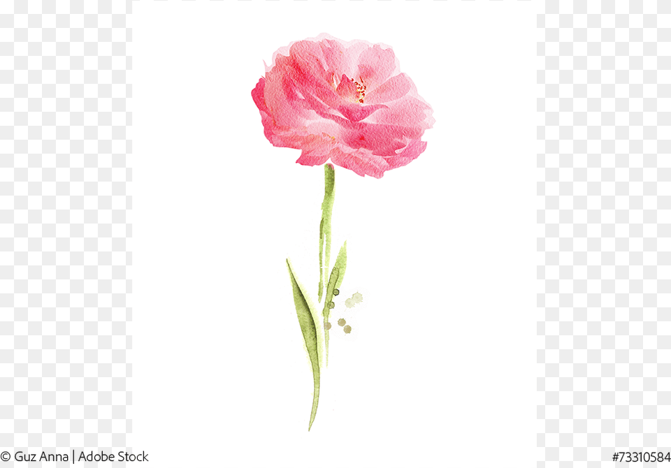 Flower Watercolor Painting, Carnation, Plant, Rose, Petal Free Transparent Png
