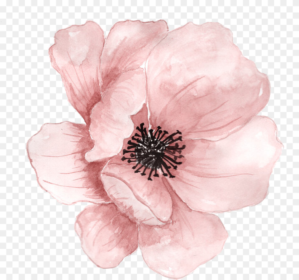 Flower Watercolor Painting Clip Art Pink Handpainted Flower, Anemone, Anther, Petal, Plant Free Png Download