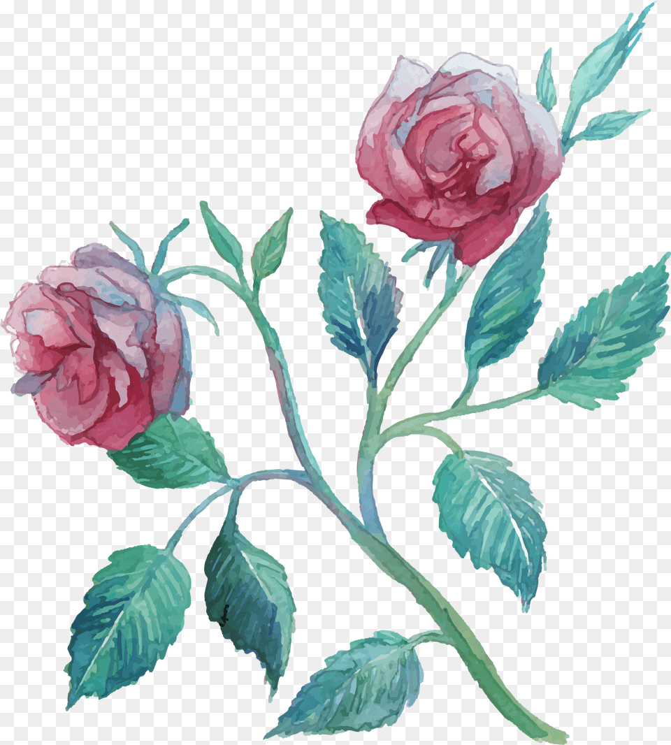 Flower Watercolor Painting Clip Art Transprent Garden Roses, Plant, Rose, Leaf, Carnation Free Png Download