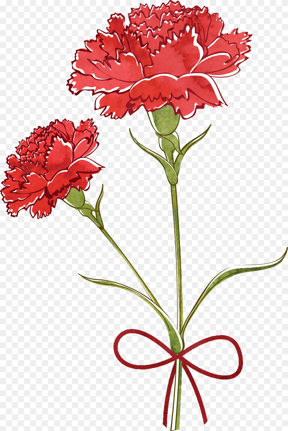 Flower Watercolor Painting Transprent Free Download Carnation Vector Free, Plant, Rose Png
