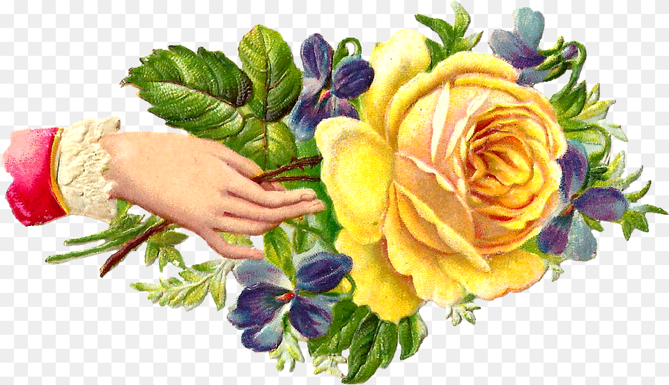 Flower Welcome Hand, Rose, Plant, Pattern, Graphics Free Transparent Png